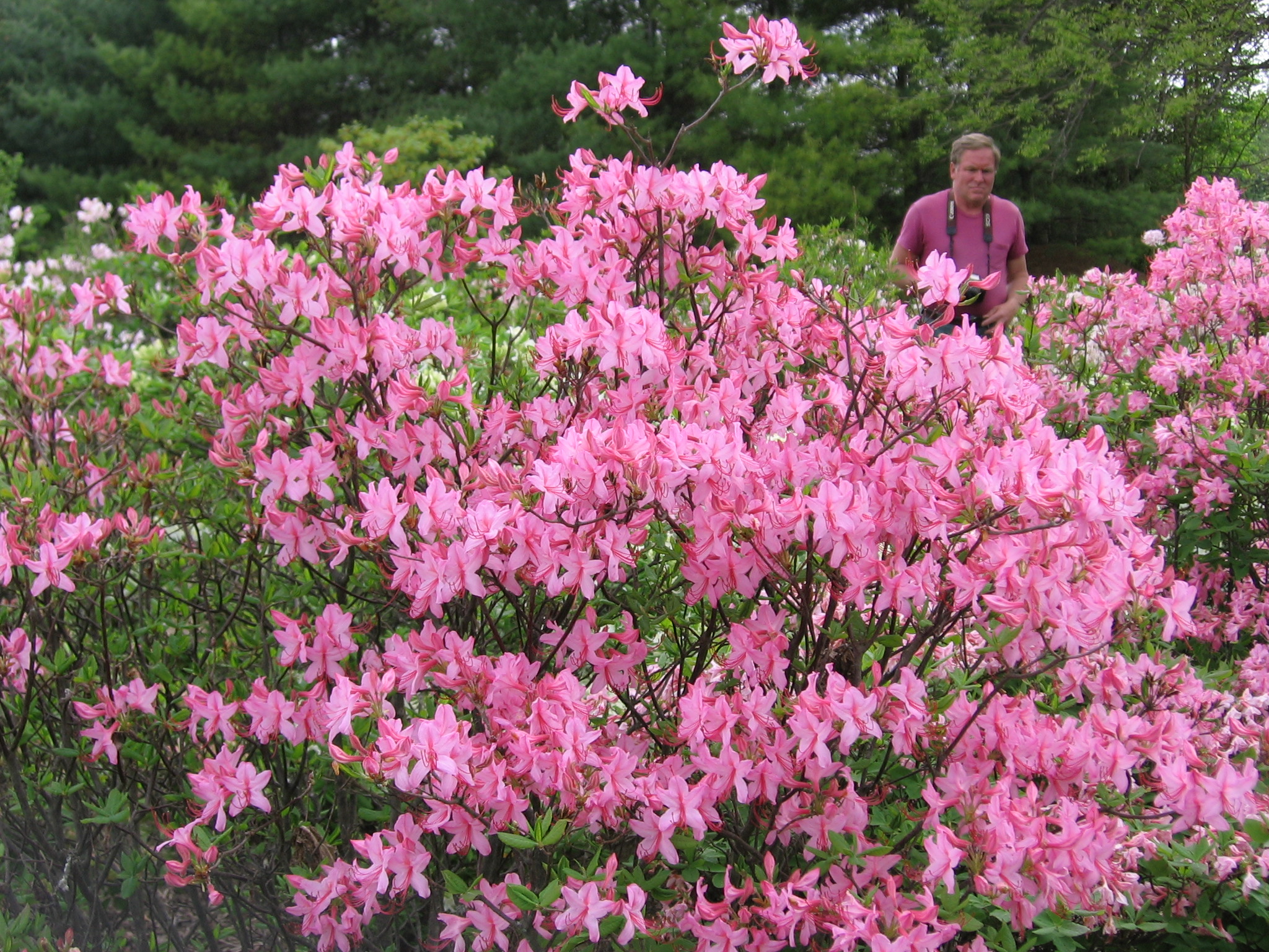 Roseshell Azalea