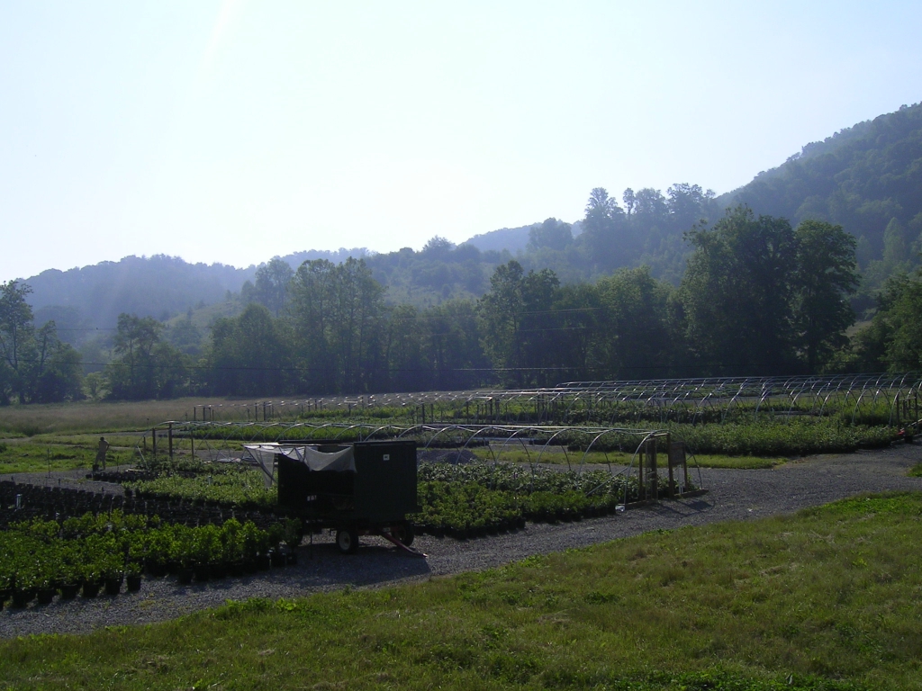 The nursery is located in beautiful Burnsville, NC. Come visit!