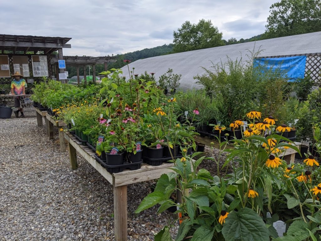Bee Native Plant Shop - Carolina Native Nursery