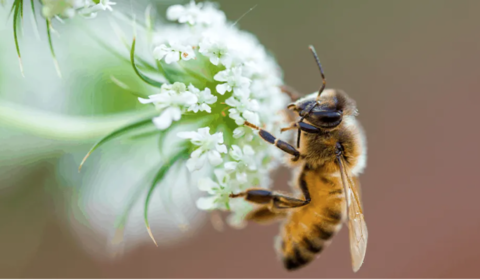 The Price of Pollinators