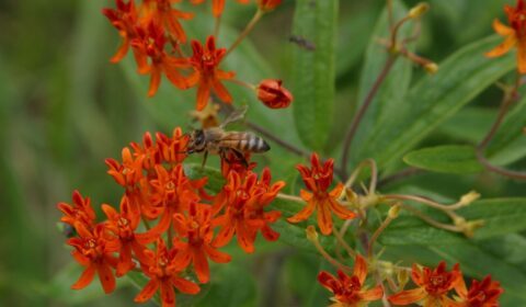 Getting Started on Your Native Species Garden
