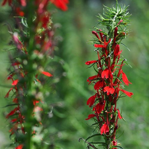 Native Perennials - Carolina Native Nursery