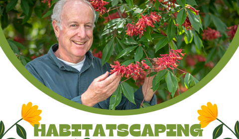 Join Us for Habitatscaping: Supporting Nature with Native Plants
