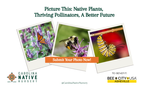 Pollinator Portraits-Photo Contest!