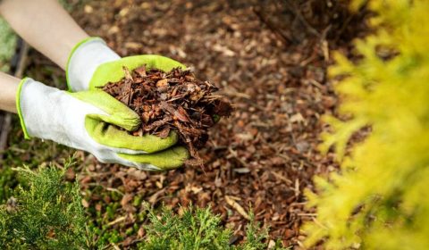 Fall is a Great Time to Plant in WNC!