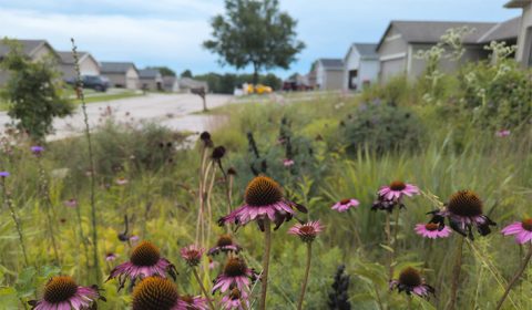 Natural Gardening with City Codes and HOA’s Natural Gardening with City Codes and HOA’s