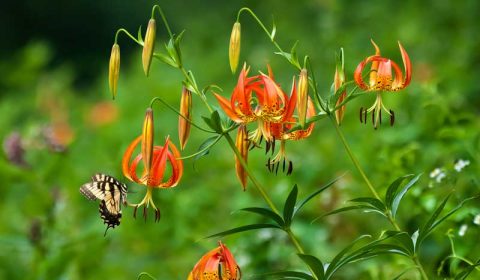 Preparing for Spring Planting: A Native Plant Guide for February in North Carolina