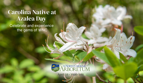 Celebrating Native Beauty at Azalea Day