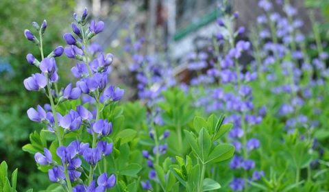 Soak Up the Sun: Top North Carolina Native Plants for Bright, Open Spaces