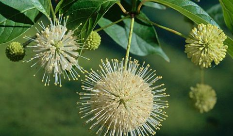 Taming the Soggy Spots: How Native Plants Rescue Wet Yards and Rain Gardens