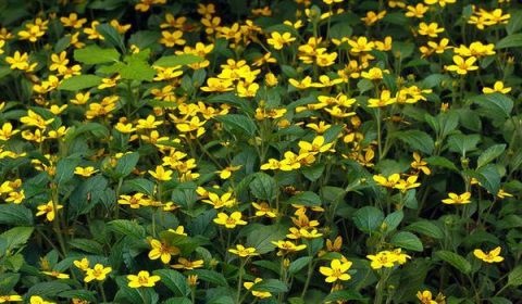 Made for the Shade: Bringing Life and Color to Your Woodland Garden