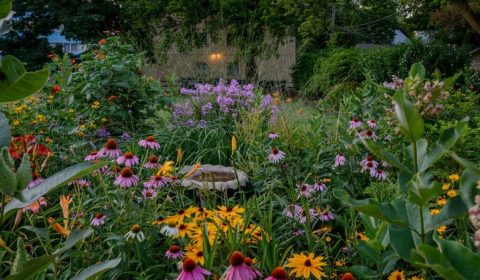 Beat the Heat: 4 Essential Tips for Caring for Your Native Plants in July