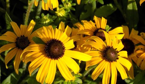 Mid-Summer Magic: The Native Plants Stealing the Show in July Mid-Summer Magic: The Native Plants Stealing the Show in July