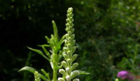 Plant Spotlight: Why the Wildly “Obedient” Plant Belongs in Your Garden