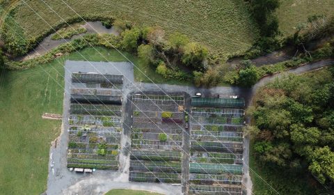 Your Garden Already Knows: Why Planting Native Changes Everything