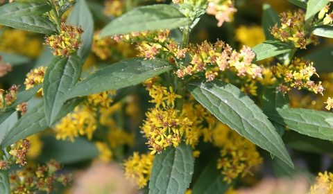Pollinator Garden Resources: The Ultimate WNC Native Cheat Sheet